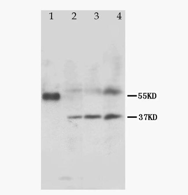 MRGX1 Antibody in Western Blot (WB)