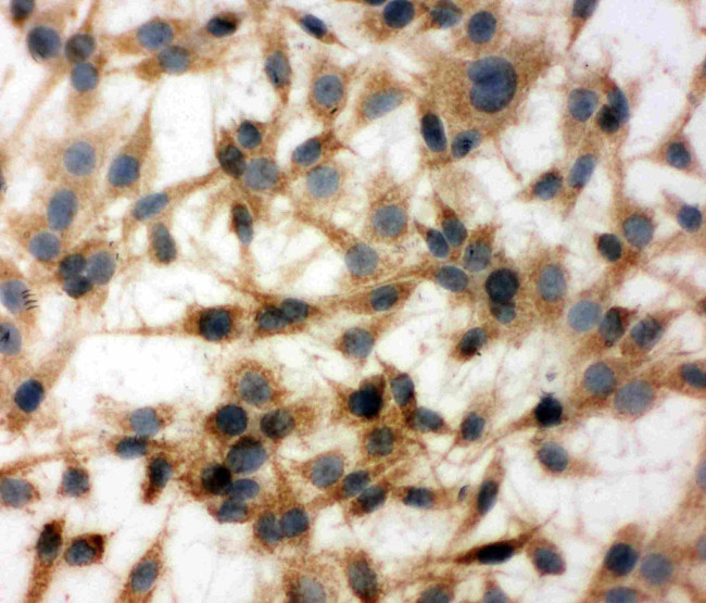 MTCO1 Antibody in Immunocytochemistry (ICC/IF)
