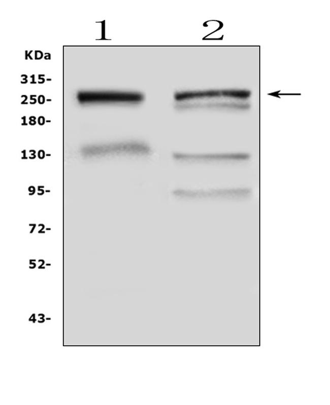 MUC6 Antibody in Western Blot (WB)