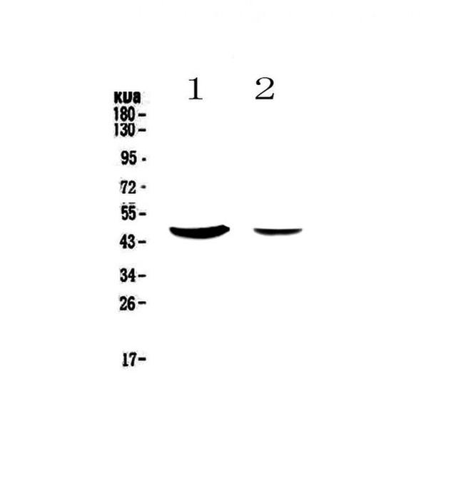 MUC7 Antibody in Western Blot (WB)
