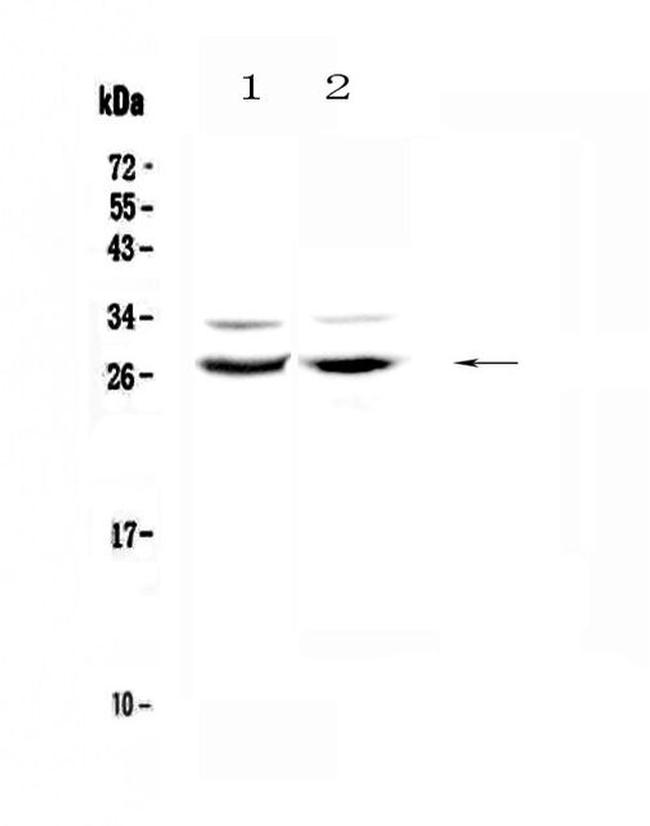 MXD1 Antibody in Western Blot (WB)