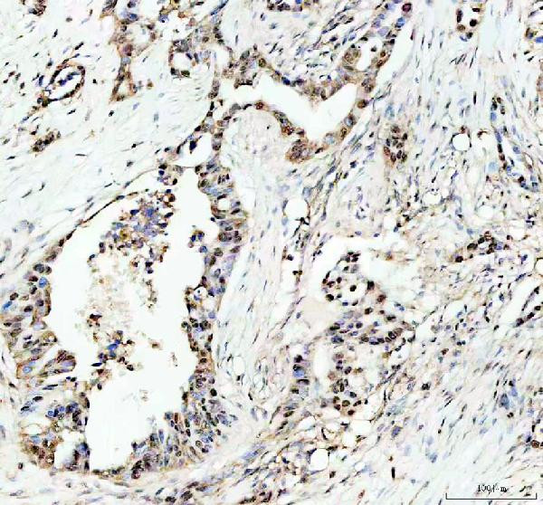 Myb Antibody in Immunohistochemistry (Paraffin) (IHC (P))