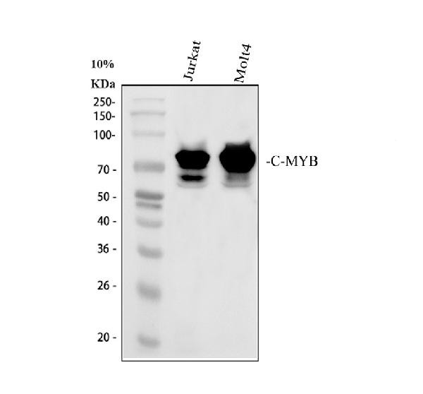 Myb Antibody in Western Blot (WB)
