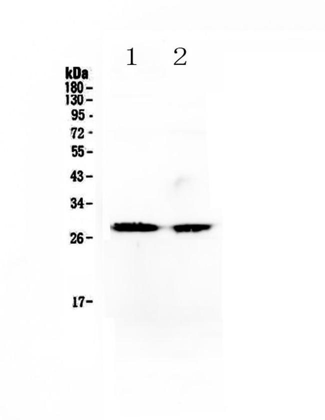 MYF5 Antibody in Western Blot (WB)