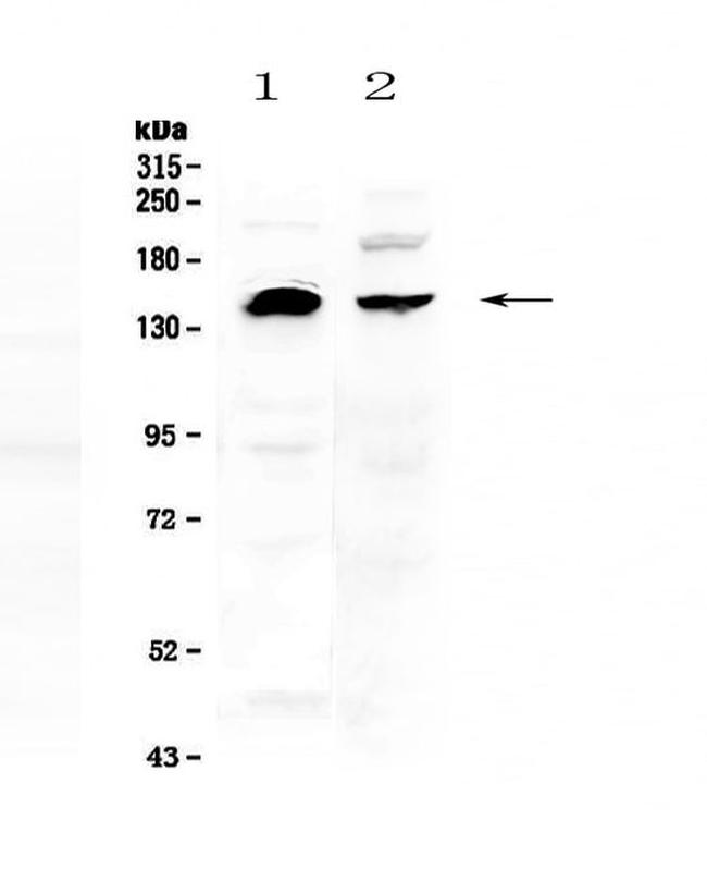 NEDD4 Antibody in Western Blot (WB)