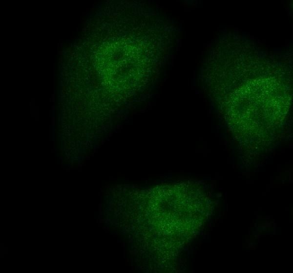 HEF1 Antibody in Immunocytochemistry (ICC/IF)