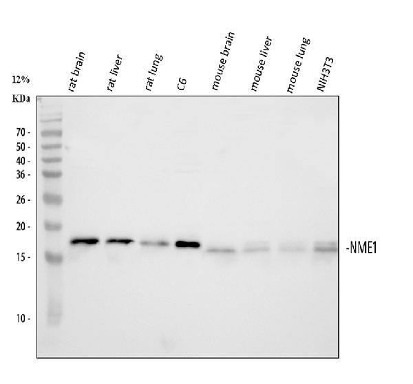 NME1 Antibody in Western Blot (WB)