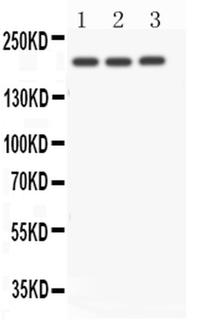 NOTCH4 Antibody in Western Blot (WB)