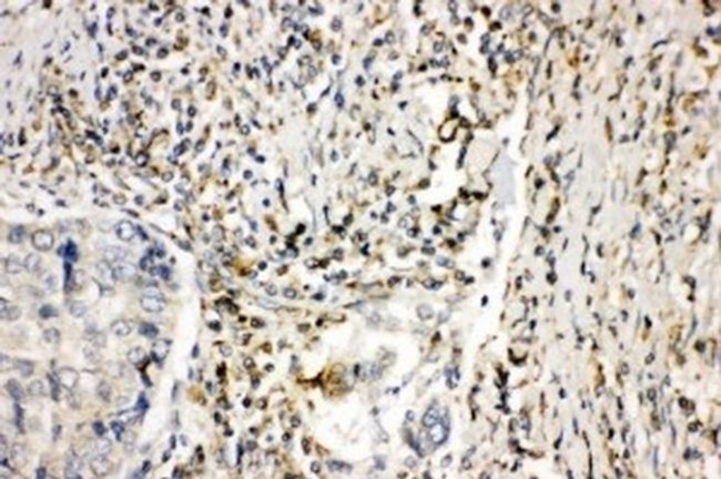 NOX1 Antibody in Immunohistochemistry (Paraffin) (IHC (P))
