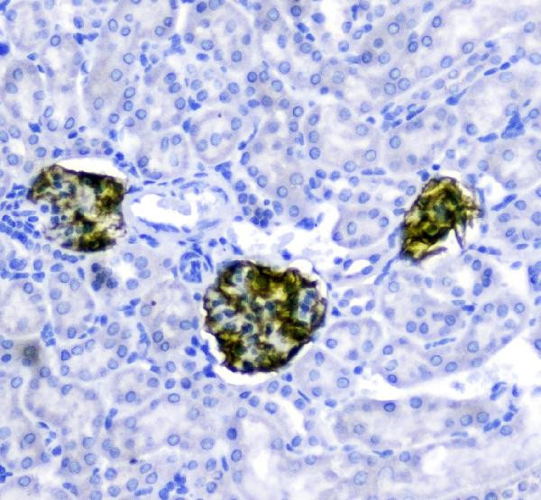 Nephrin Antibody in Immunohistochemistry (Paraffin) (IHC (P))