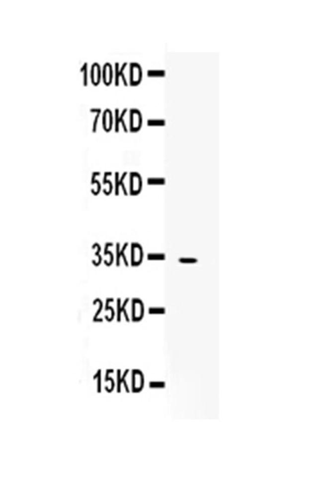 Mimecan Antibody in Western Blot (WB)