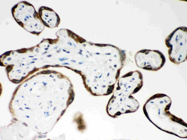 PAPPA Antibody in Immunohistochemistry (Paraffin) (IHC (P))