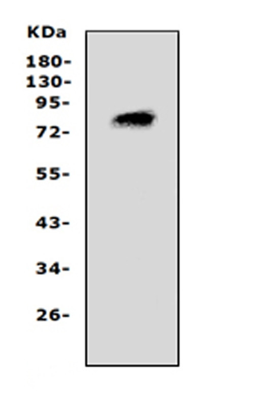 PCSK4 Antibody in Western Blot (WB)
