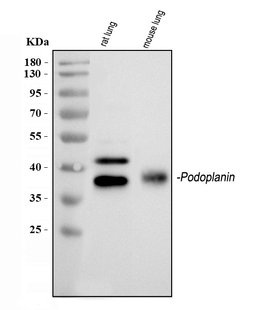 Podoplanin Antibody in Western Blot (WB)