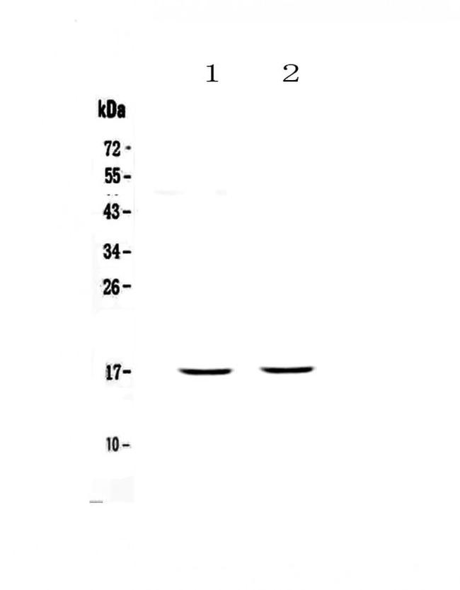 PLAC9 Antibody in Western Blot (WB)