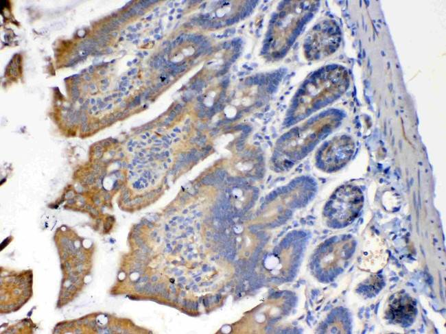 PON1 Antibody in Immunohistochemistry (Paraffin) (IHC (P))