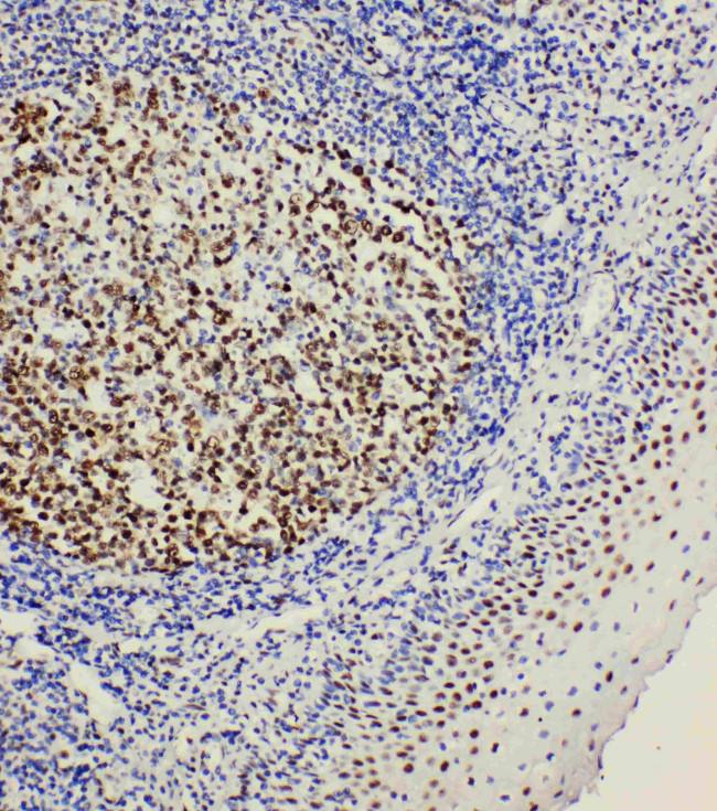 BOB-1 Antibody in Immunohistochemistry (Paraffin) (IHC (P))