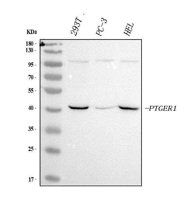 Prostaglandin E Receptor EP1 Antibody in Western Blot (WB)