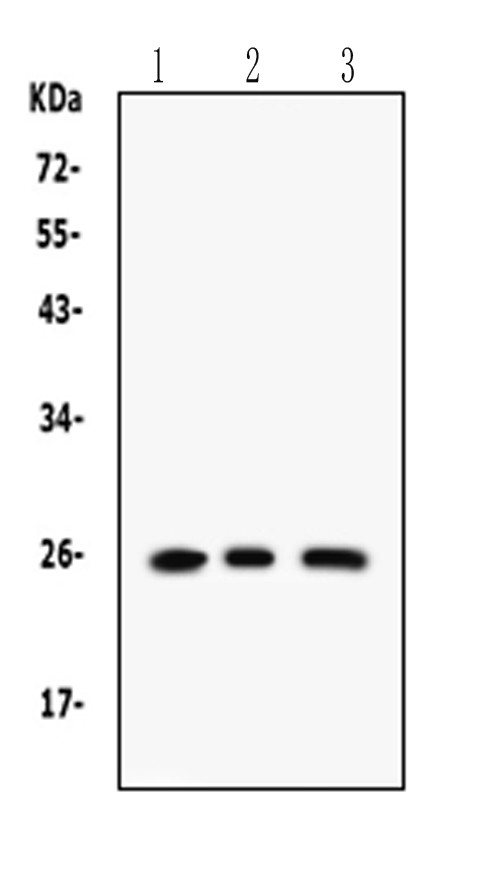 RAB14 Antibody in Western Blot (WB)