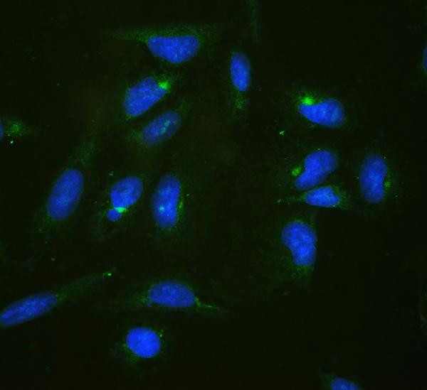 RPL19 Antibody in Immunocytochemistry (ICC/IF)
