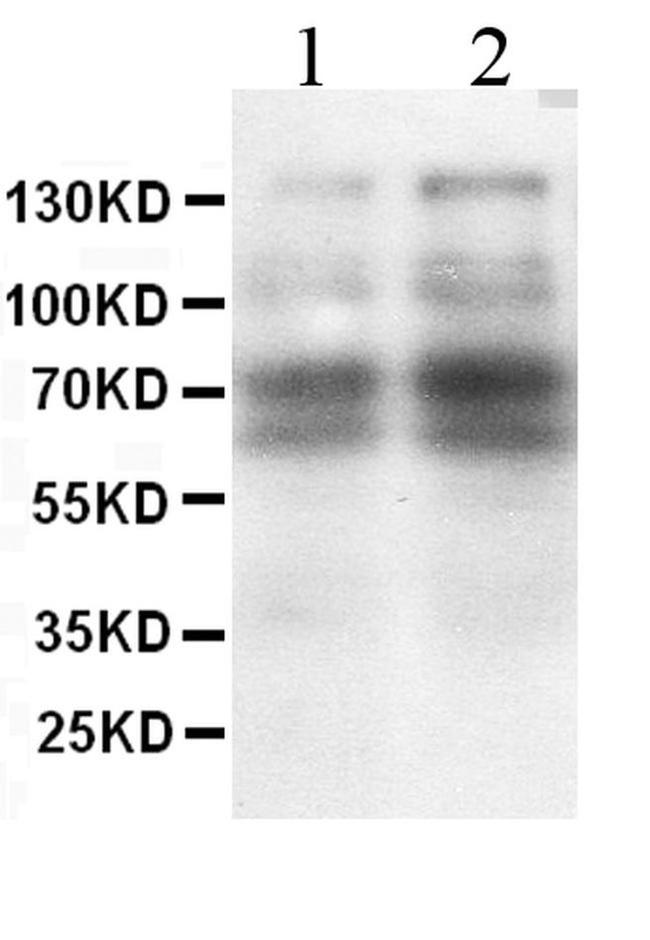 L-Selectin (CD62L) Antibody in Western Blot (WB)