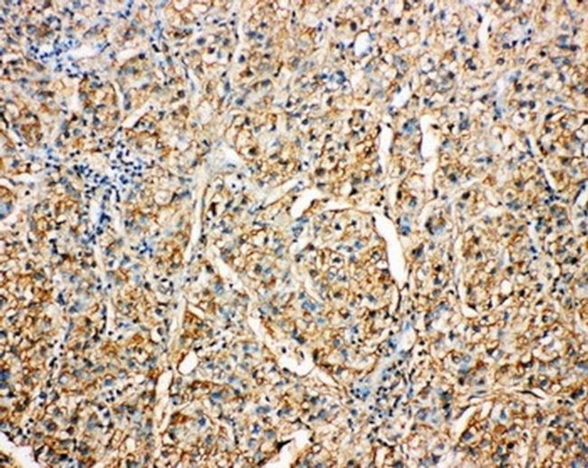 Kallistatin Antibody in Immunohistochemistry (Paraffin) (IHC (P))
