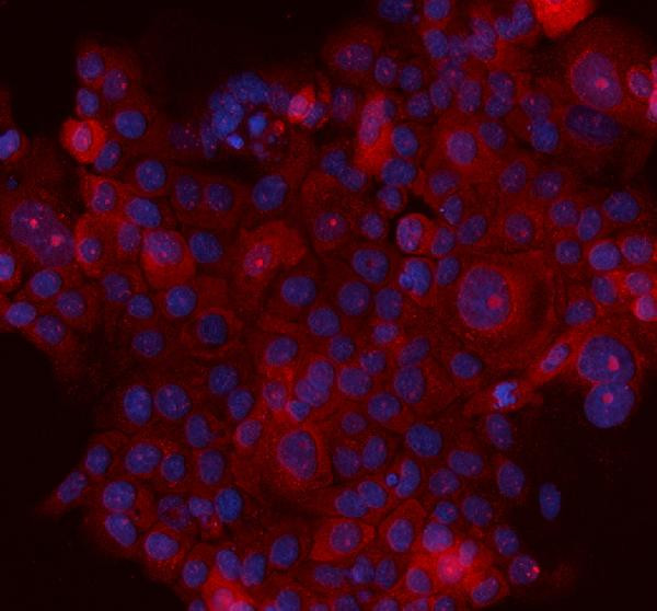 Maspin Antibody in Immunocytochemistry (ICC/IF)