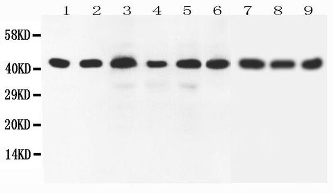 SOX7 Antibody in Western Blot (WB)
