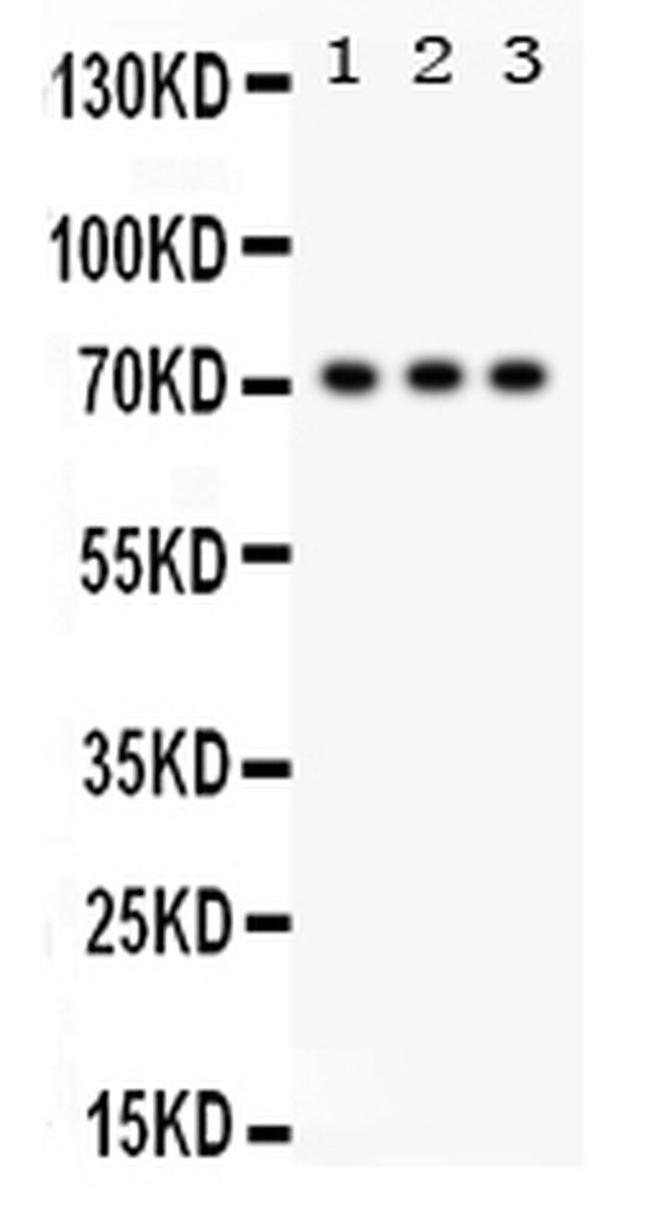 SP2 Antibody in Western Blot (WB)