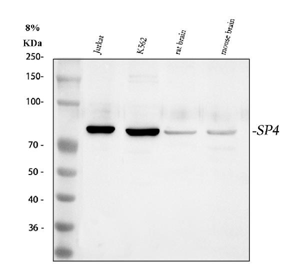 SP4 Antibody in Western Blot (WB)