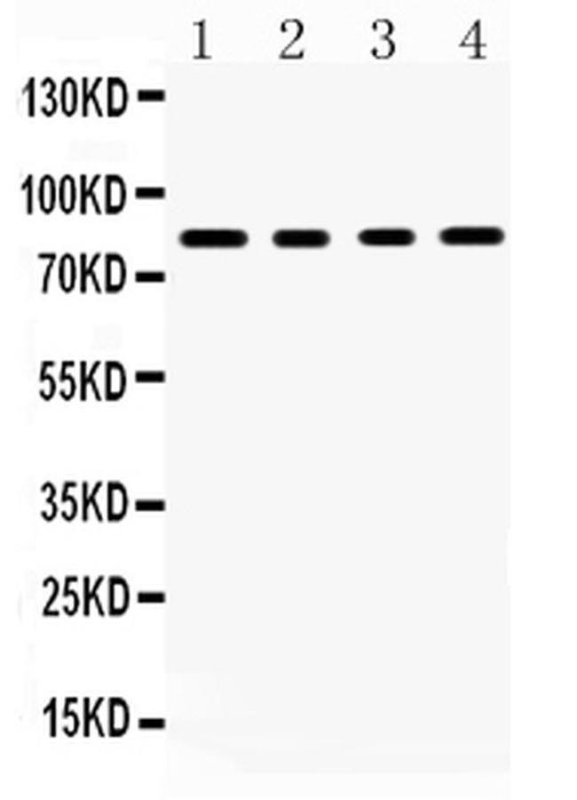 SP4 Antibody in Western Blot (WB)