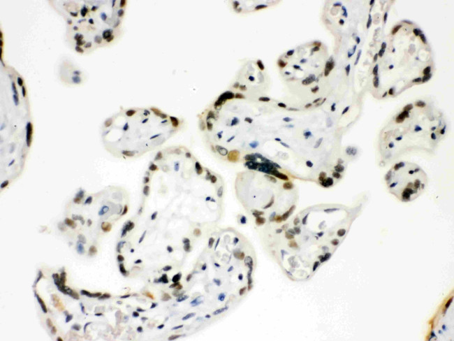 SP5 Antibody in Immunohistochemistry (Paraffin) (IHC (P))