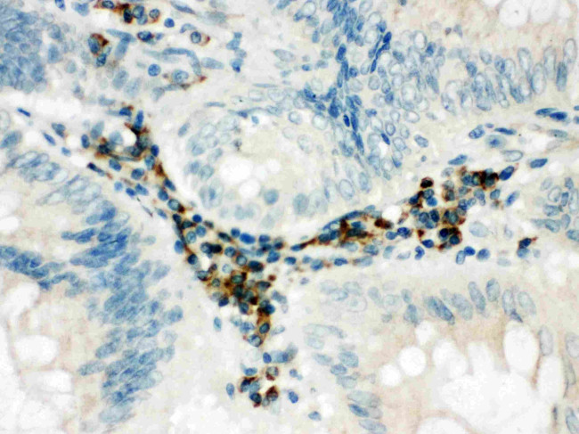 SPARCL1 Antibody in Immunohistochemistry (Paraffin) (IHC (P))