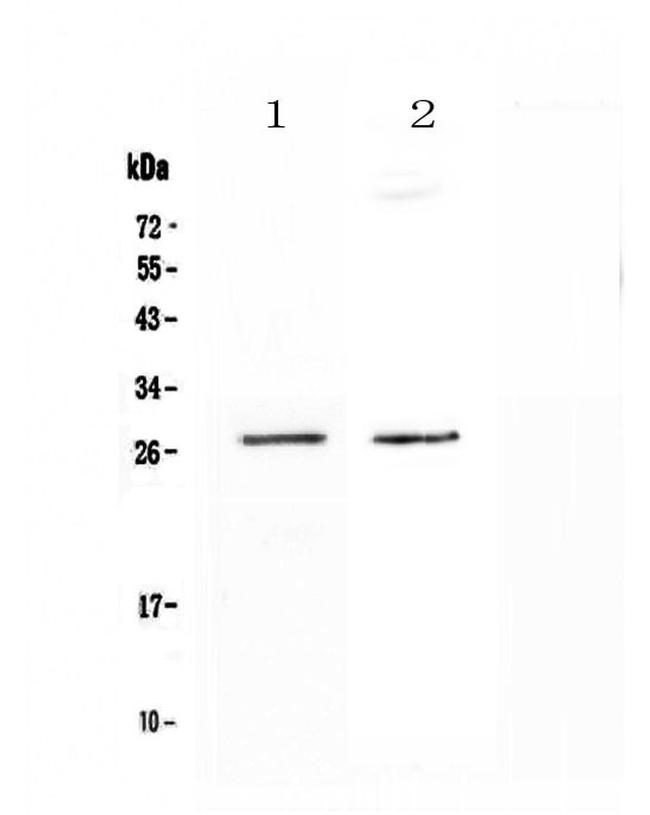 SPR Antibody in Western Blot (WB)