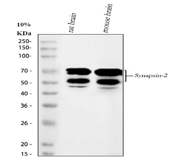 Synapsin II Antibody in Western Blot (WB)