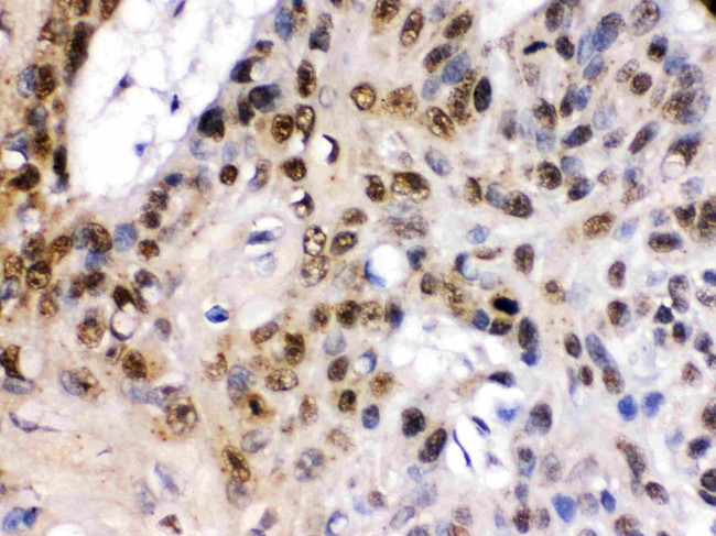 TCF7L1 Antibody in Immunohistochemistry (Paraffin) (IHC (P))