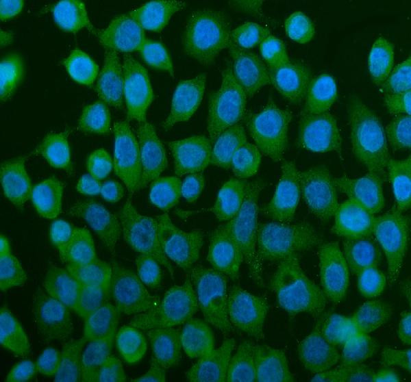 TCP1 Antibody in Immunocytochemistry (ICC/IF)