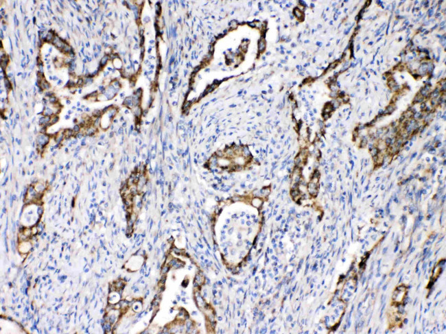 TECTA Antibody in Immunohistochemistry (Paraffin) (IHC (P))