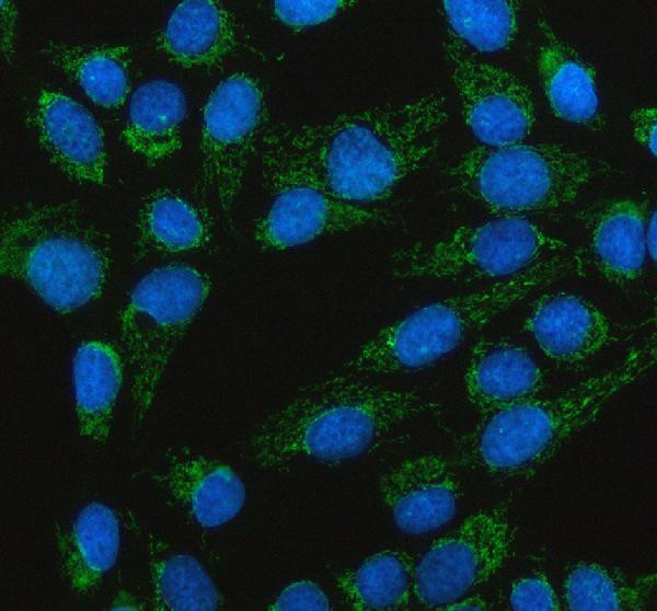 TFAM Antibody in Immunocytochemistry (ICC/IF)