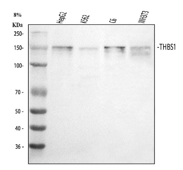 Thrombospondin 1 Antibody in Western Blot (WB)