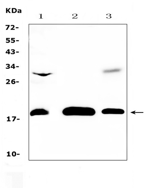TMEM240 Antibody in Western Blot (WB)