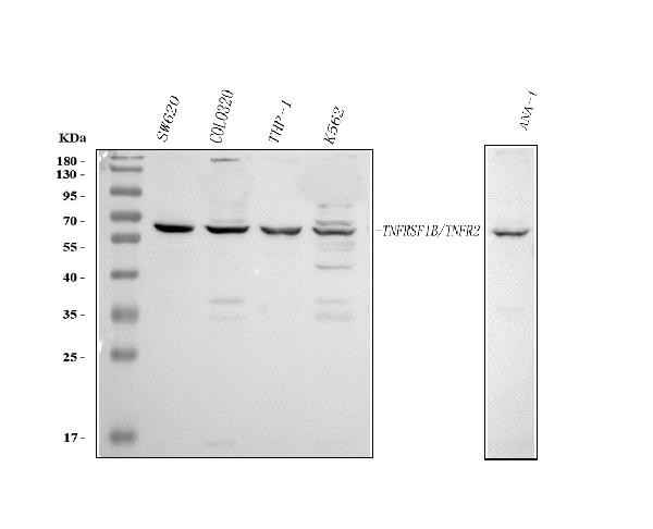TNFR2 Antibody in Western Blot (WB)