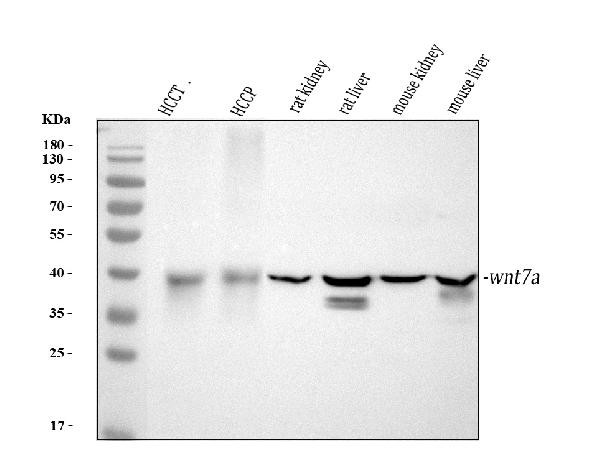 WNT7A Antibody in Western Blot (WB)