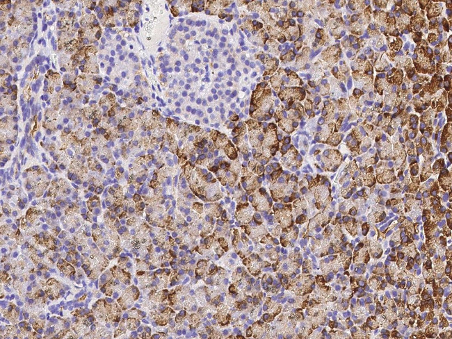 REG1A Antibody in Immunohistochemistry (Paraffin) (IHC (P))