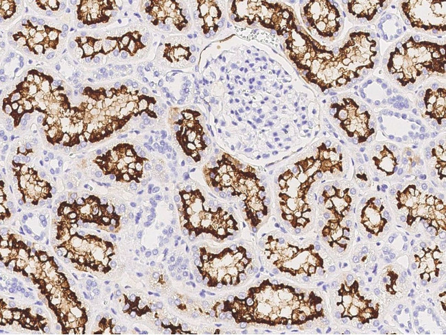 ACE2 Antibody in Immunohistochemistry (Paraffin) (IHC (P))