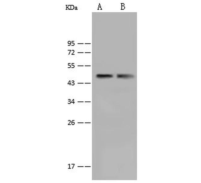 BAF53A Antibody in Western Blot (WB)