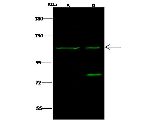 F4/80 Antibody in Western Blot (WB)