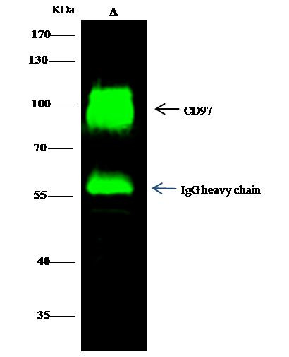 CD97 Antibody in Immunoprecipitation (IP)