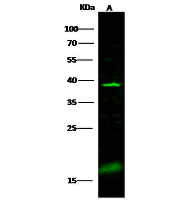 ADPRH Antibody in Western Blot (WB)