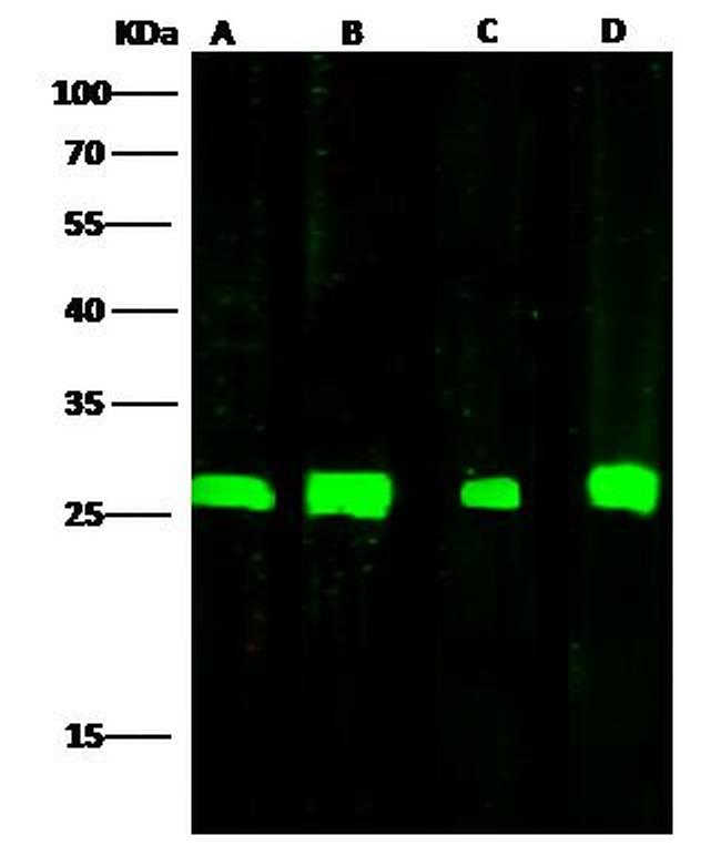 Adenylate Kinase 4 Antibody in Western Blot (WB)